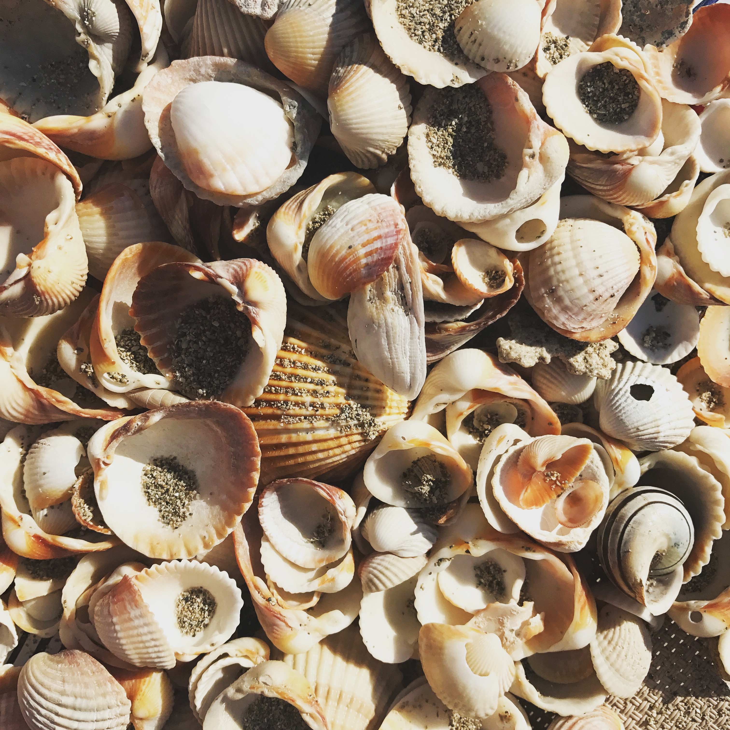 Muscheln-suchen am Strand von Apulien... eine schöne Beschäftigung für die Kleinen am Strand